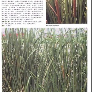 《湿地植物：365种水生、湿生、沼生植物的彩se tu鉴》5本PDF格式电子书